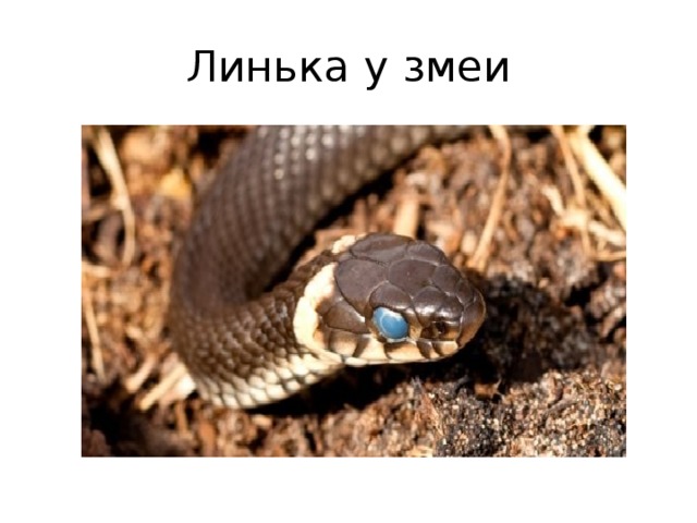 Линька у змеи 