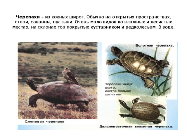  Черепахи – из южных широт. Обычно на открытых пространствах, степи, саванны, пустыни. Очень мало видов во влажных и лесистых местах, на склонах гор покрытых кустарником и редколесьем. В воде.   
