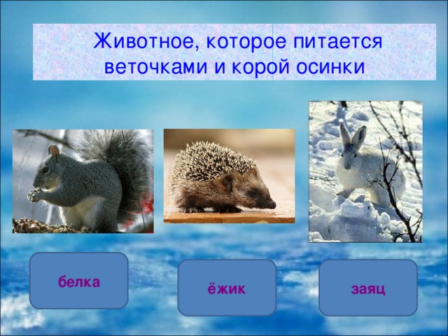  Животное, которое питается веточками и корой осинки белка заяц ёжик 