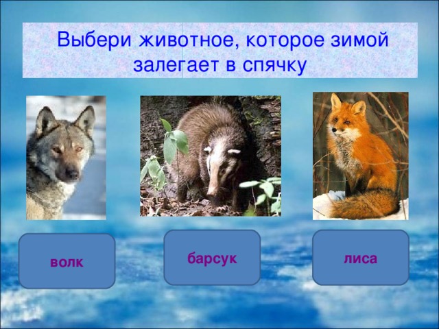  Выбери животное, которое зимой залегает в спячку барсук лиса волк 