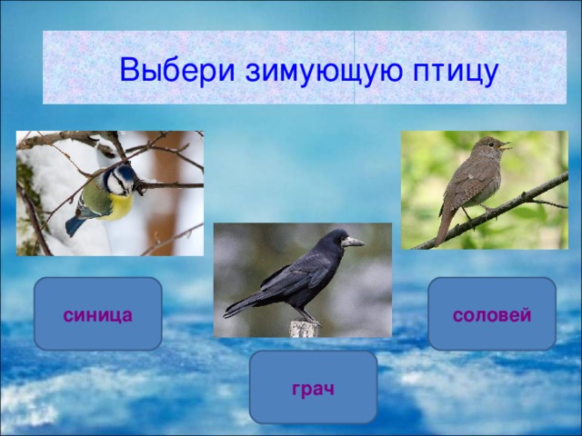  Выбери зимующую птицу синица соловей грач 