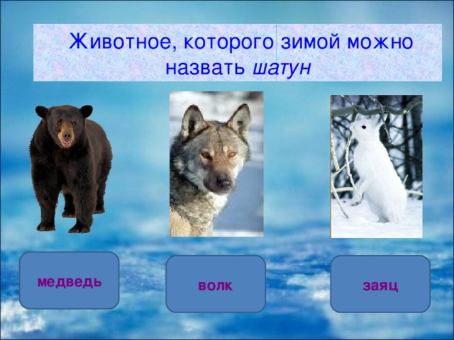  Животное, которого зимой можно назвать шатун медведь волк заяц 