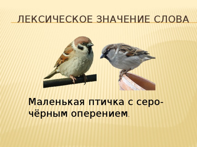 Воробей схема слова 1 класс