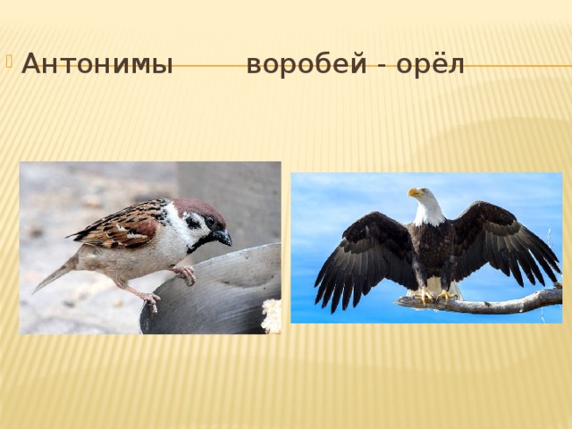 Проект рассказ о слове русский язык 3 класс воробей