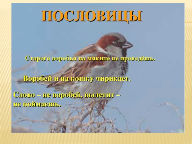 Воробьишко план текста