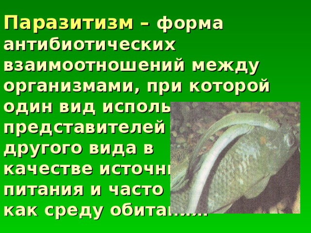 Паразитизм это форма. Антибиотические взаимоотношения организмов. Паразитизм. Паразитизм сообщение. Антибиотические паразитизм.