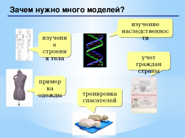 Зачем нужно много моделей? изучение наследственности изучение строения тела учет граждан страны примерка одежды тренировка спасателей   