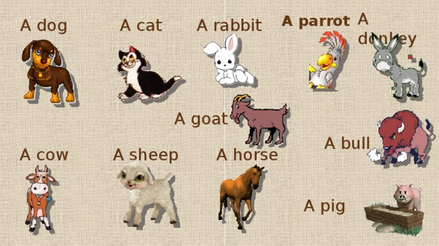 A donkey A parrot A dog A rabbit A cat A goat A bull A horse A sheep A cow A pig