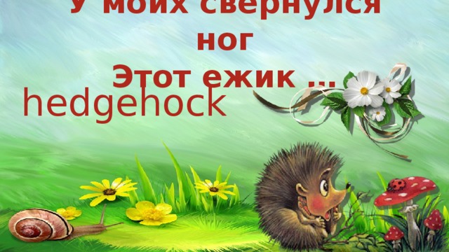 У моих свернулся ног  Этот ежик … hedgehock