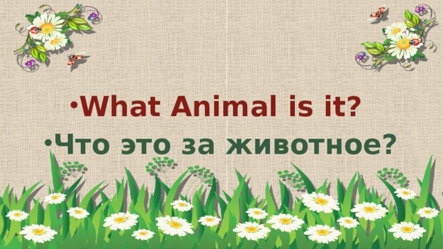 What Animal is it? Что это за животное?