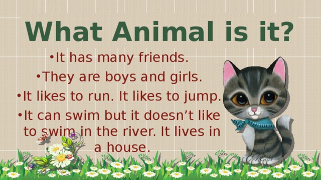 What Animal is it?