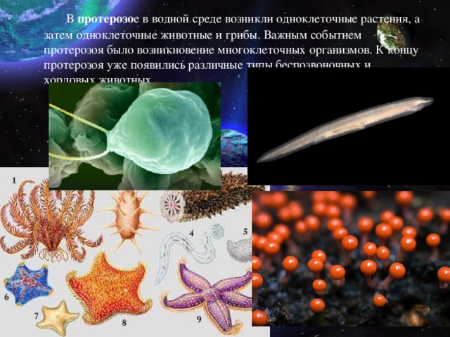   В протерозо е в водной среде возникли одноклеточные растения, а затем одноклеточные животные и грибы. Важным событием протерозоя было возникновение многоклеточных организмов. К концу протерозоя уже появились различные типы беспозвоночных и хордовых животных. 