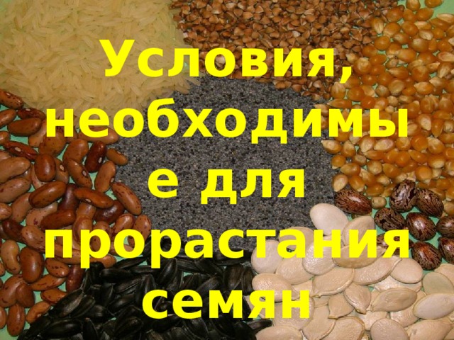Условия, необходимые для прорастания семян 