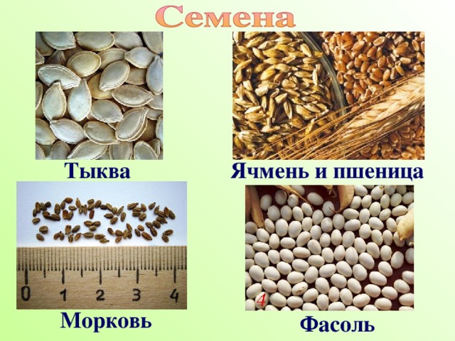 Тыква Ячмень и пшеница  Морковь Фасоль 