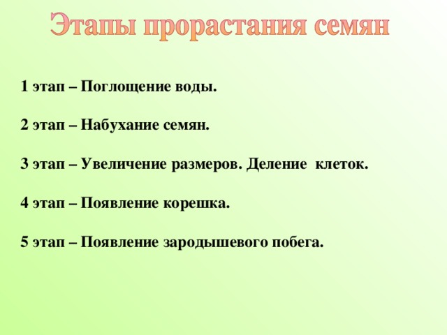 1 этап – Поглощение воды.  2 этап – Набухание семян.  3 этап – Увеличение размеров. Деление клеток.  4 этап – Появление корешка.  5 этап – Появление зародышевого побега.  