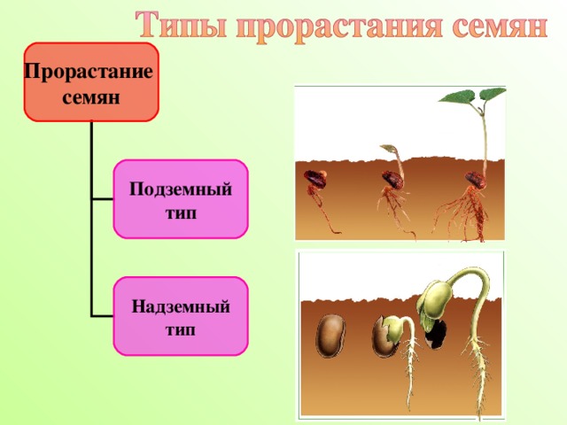Прорастание  семян Подземный  тип По способу прорастания растения делятся на два типа:  подземный тип,  надземный тип. При любом типе прорастания из зародыша семени развивается молодое растение. Оно называется 