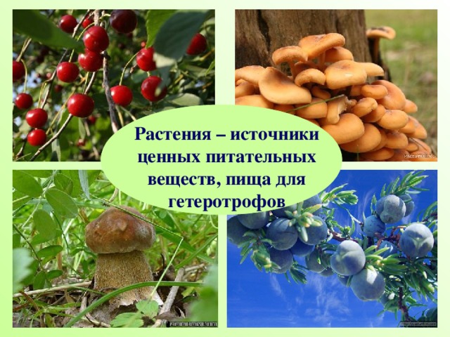 Растения – источники ценных питательных веществ, пища для гетеротрофов 