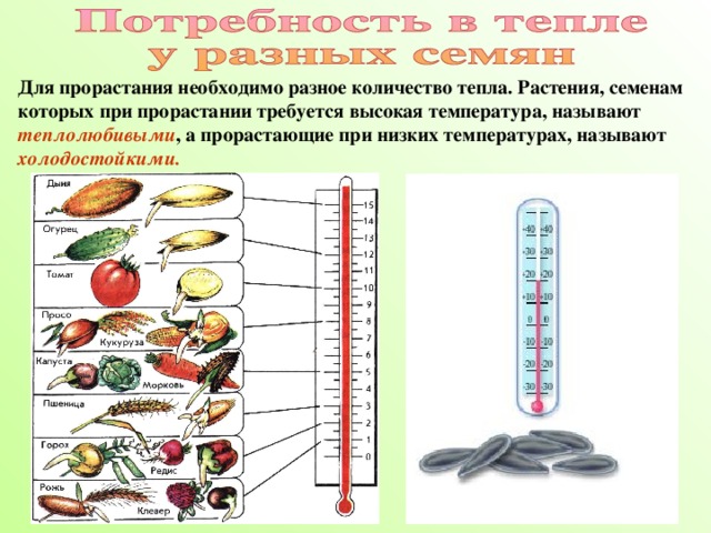 Для прорастания необходимо разное количество тепла. Растения, семенам которых при прорастании требуется высокая температура, называют теплолюбивыми , а прорастающие при низких температурах, называют холодостойкими.  