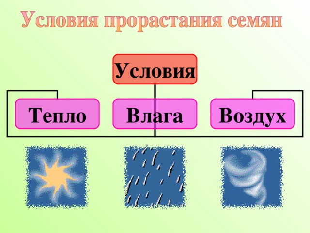 Условия Тепло Влага Воздух Из всего этого мы можем сделать вывод, что семенам для прорастания необходимы три условия:  тепло,  влага,  воздух. 9 