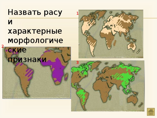 Назвать расу и характерные морфологические признаки 1 2 3 