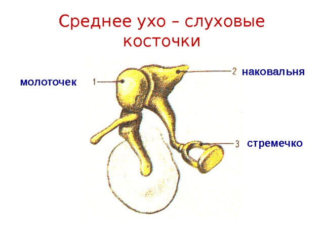 Выберите три верно обозначенные подписи к рисунку строение уха слуховые косточки