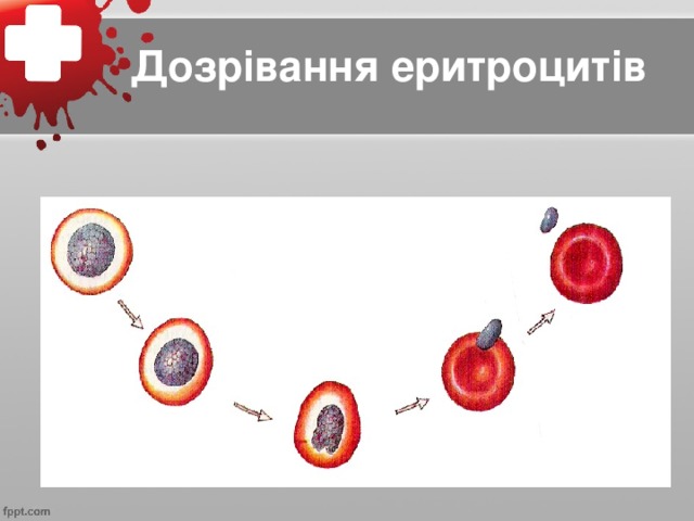 Дозрівання еритроцитів