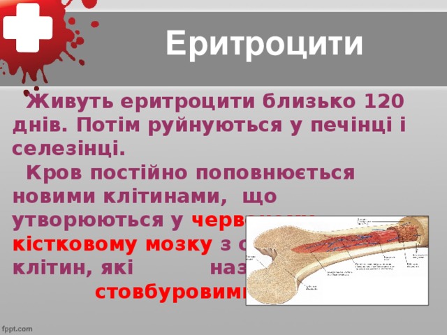 Еритроцити  Живуть еритроцити близько 120 днів. Потім руйнуються у печінці і селезінці.  Кров постійно поповнюється новими клітинами, що утворюються у червоному кістковому мозку з особливих клітин, які називаються стовбуровими .