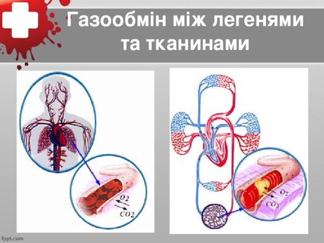 Газообмін між легенями та тканинами