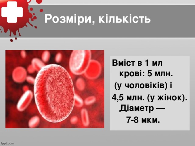 Розміри, кількість Вміст в 1 мл крові: 5 млн.  (у чоловіків) і 4,5 млн. (у жінок). Діаметр —  7-8 мкм.