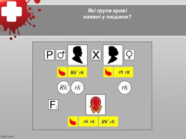 Які групи крові наявні у людини?