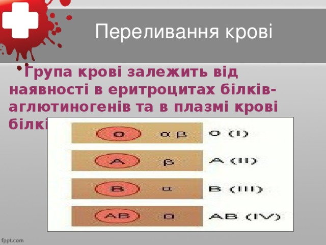 Переливання крові  Група крові залежить від наявності в еритроцитах білків-аглютиногенів та в плазмі крові білків-аглютининів.