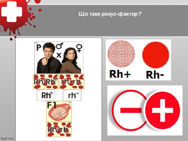Що таке резус-фактор?