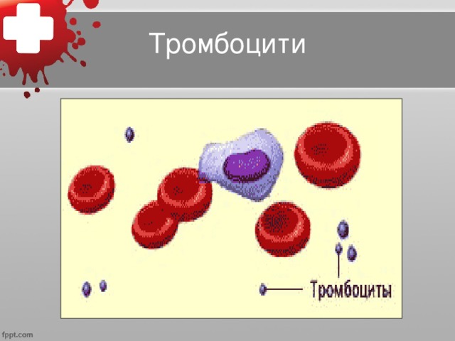 Тромбоцити