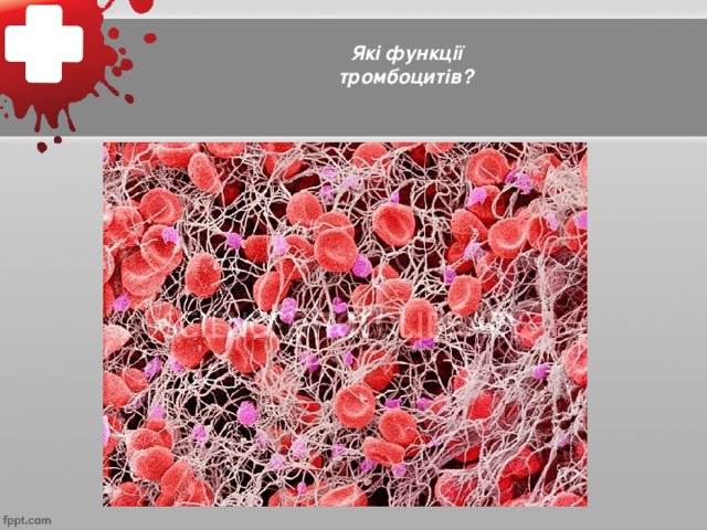 Які функції тромбоцитів?