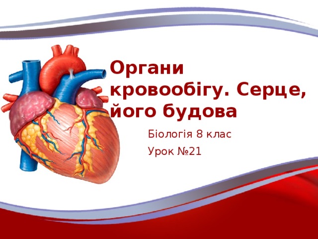 Органи кровообігу. Серце, його будова Біологія 8 клас Урок №21