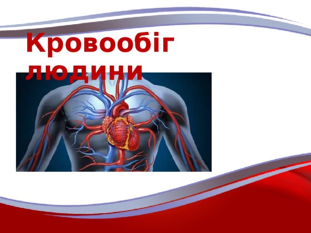 Кровообіг людини