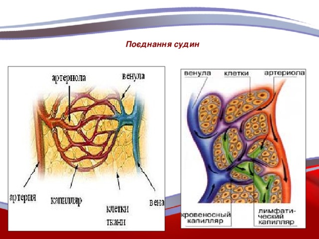 Поєднання судин