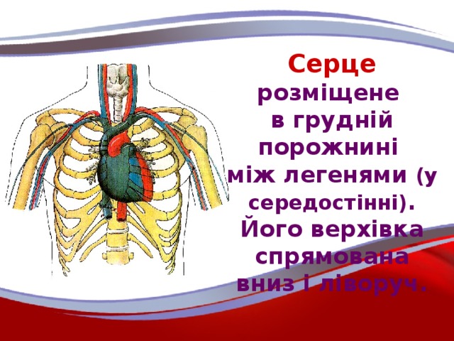 Серце  розміщене в грудній порожнині між легенями (у середостінні) . Його верхівка спрямована вниз і ліворуч.