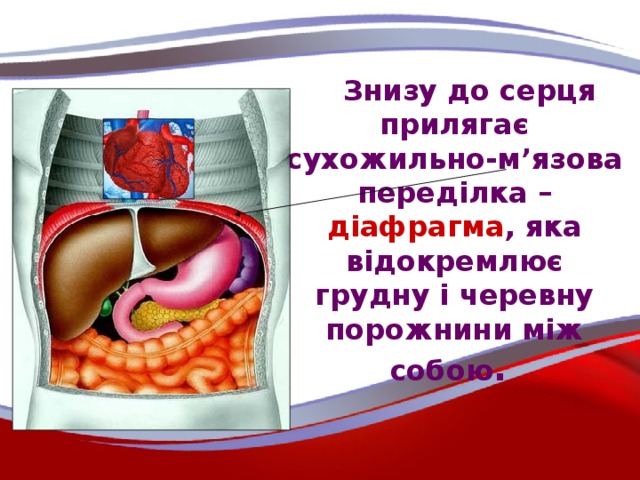 Знизу до серця прилягає сухожильно-м’язова переділка – діафрагма , яка відокремлює грудну і черевну порожнини між собою .