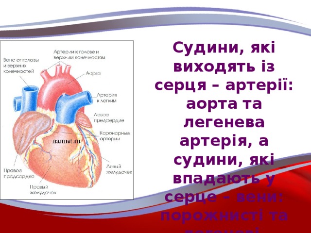 Судини, які виходять із серця – артерії: аорта та легенева артерія, а судини, які впадають у серце – вени: порожнисті та легеневі.