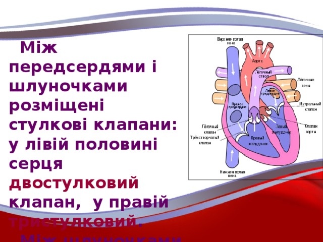 Між передсердями і шлуночками розміщені стулкові клапани: у лівій половині серця двостулковий клапан, у правій тристулковий .  Між шлуночками та артеріями наявні півмісяцеві клапани .