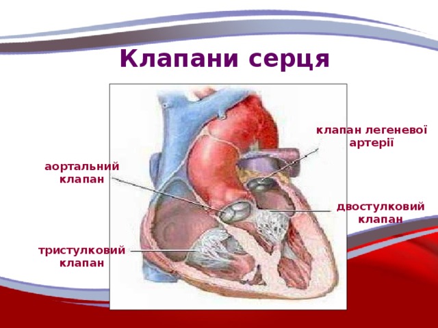 Клапани серця клапан легеневої артерії аортальний клапан двостулковий клапан тристулковий клапан