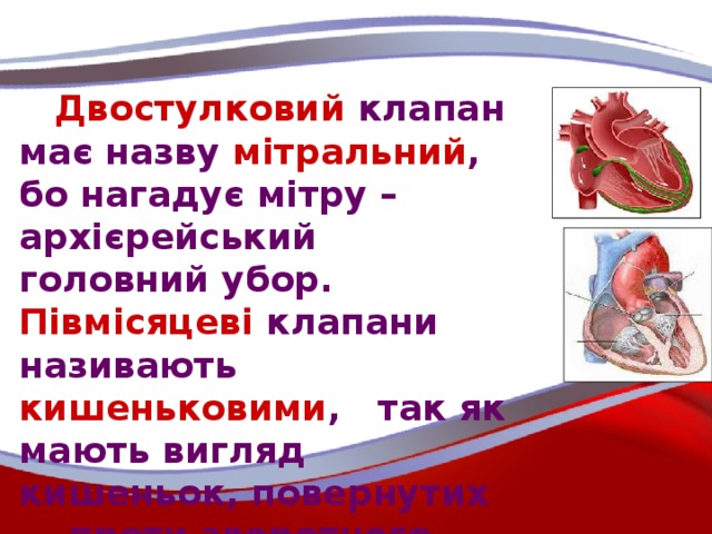 Двостулковий клапан має назву мітральний , бо нагадує мітру – архієрейський головний убор. Півмісяцеві клапани називають кишеньковими , так як мають вигляд кишеньок, повернутих проти зворотного току крові.