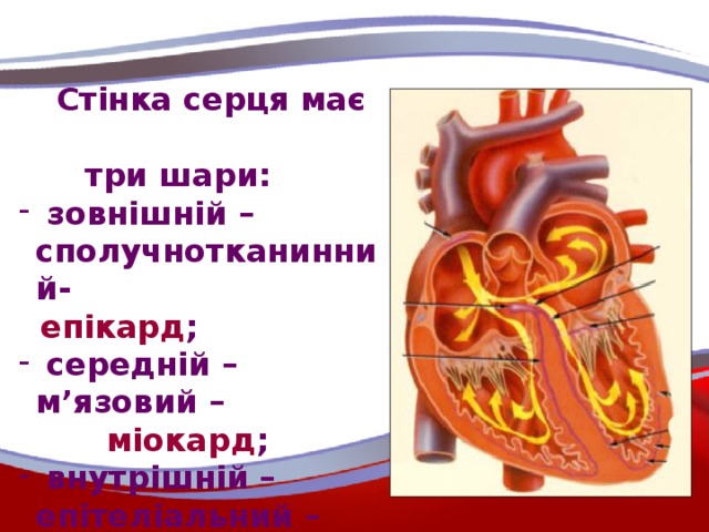 Стінка серця має  три шари:  зовнішній – сполучнотканинний-  епікард ;  середній – м’язовий –  міокард ;  внутрішній – епітеліальний –  ендокард .