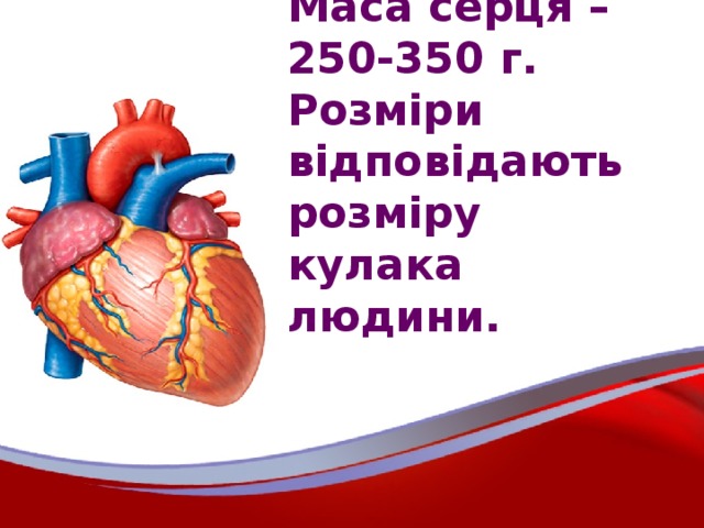 Маса серця – 250-350 г. Розміри відповідають розміру кулака людини.