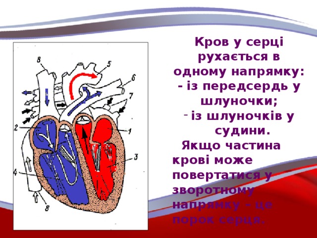 Кров у серці рухається в одному напрямку: - із передсердь у шлуночки; із шлуночків у судини.  Якщо частина крові може повертатися у зворотному напрямку – це порок серця.