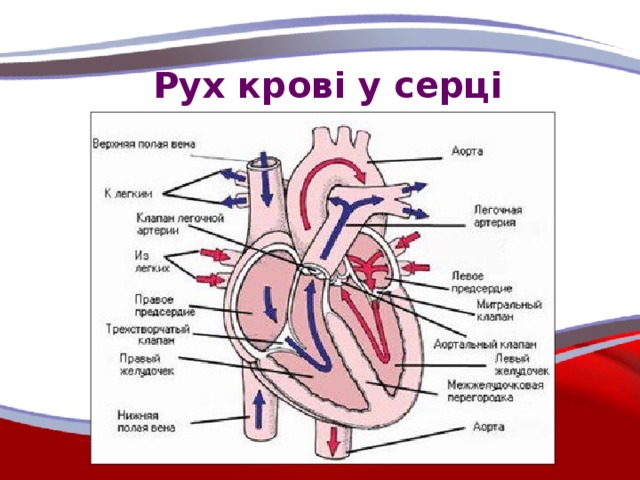 Рух крові у серці