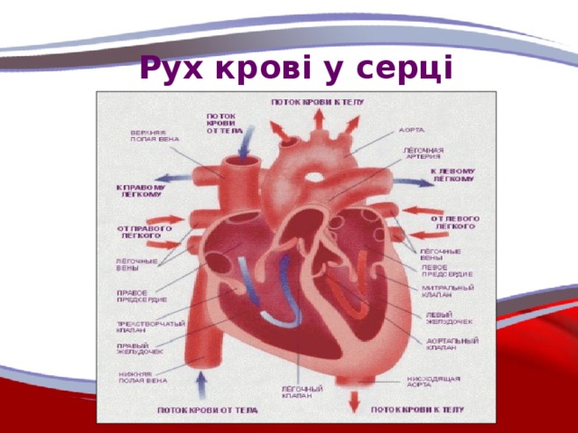 Рух крові у серці