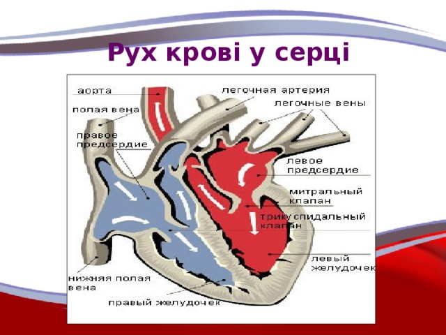 Рух крові у серці