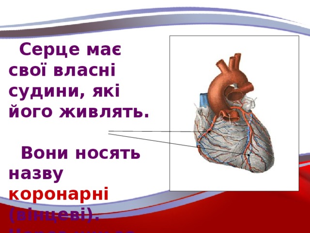 Серце має свої власні судини, які його живлять.  Вони носять назву коронарні (вінцеві). Через них за добу протікає 500 л крові.